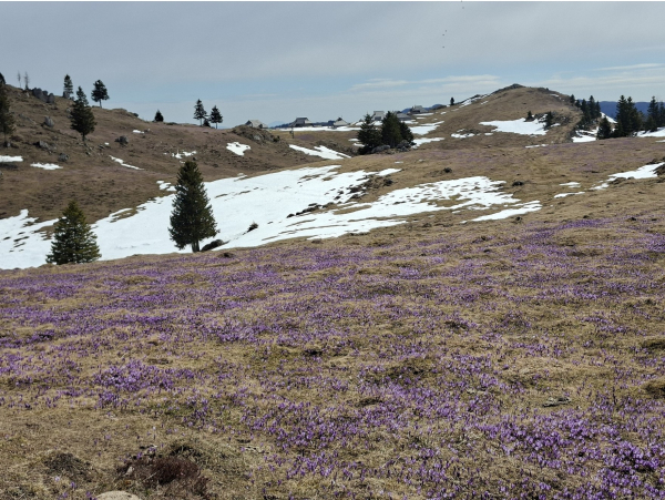 V pričakovanju 30. teka k sv. Primožu in teka na Veliko planino